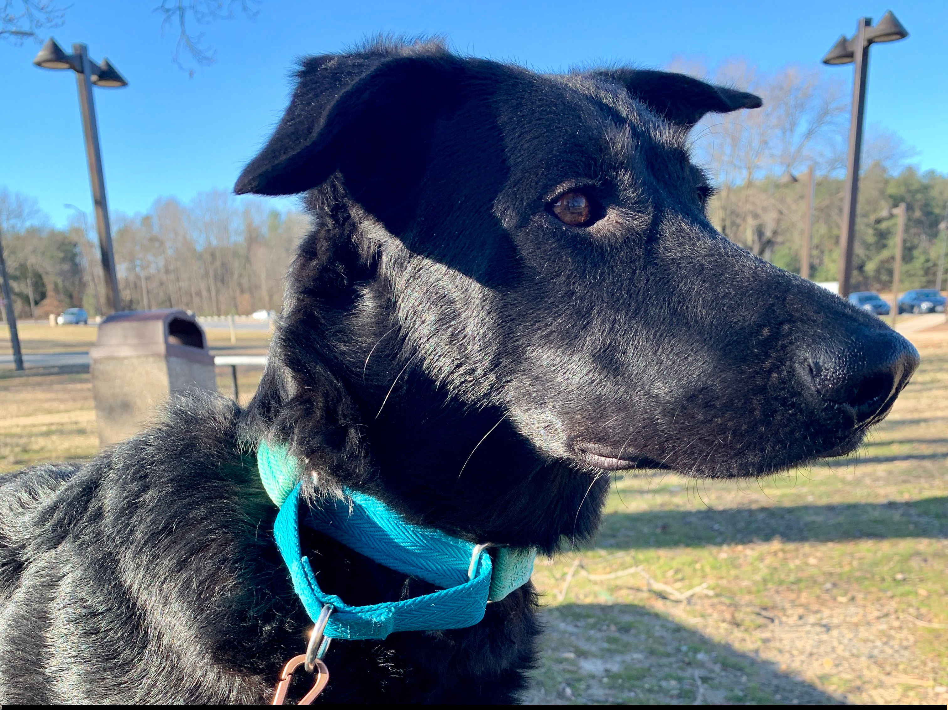 Traveling Dog
